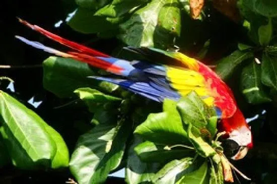 Ara - papagayo - lapa: fotografía de Phidjie Lodge, Ojochal ...