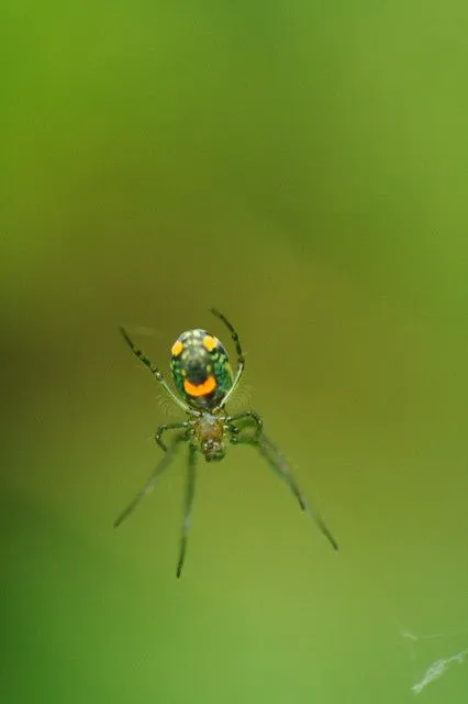 Araña feliz / Happy spider | Flickr - Photo Sharing!