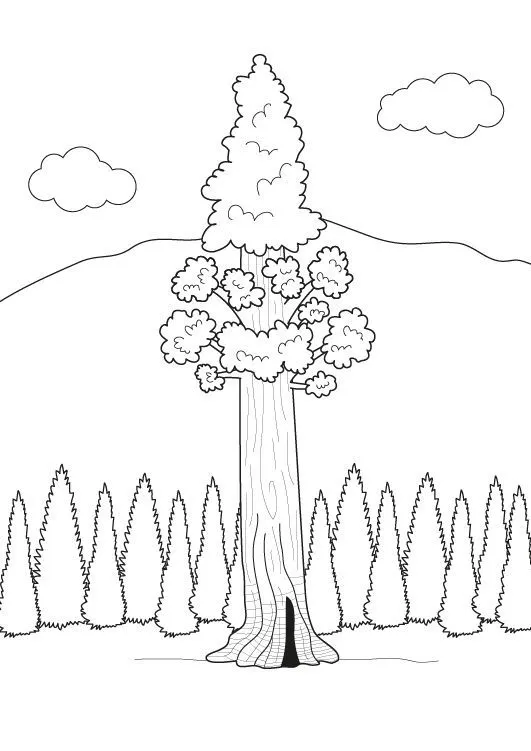 El árbol más alto del mundo: dibujo para colorear e imprimir