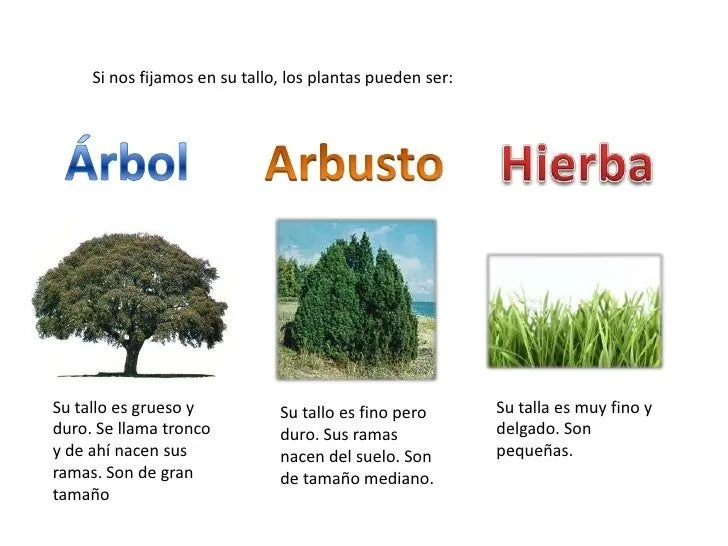 arbol-arbusto-y-hierba-2-728. ...