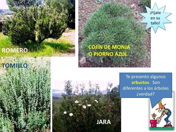 arbol-arbusto-y-hierba-5-728. ...