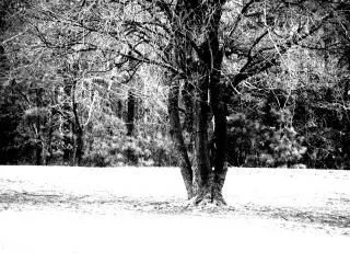 árbol blanco y negro | Descargar Fotos gratis