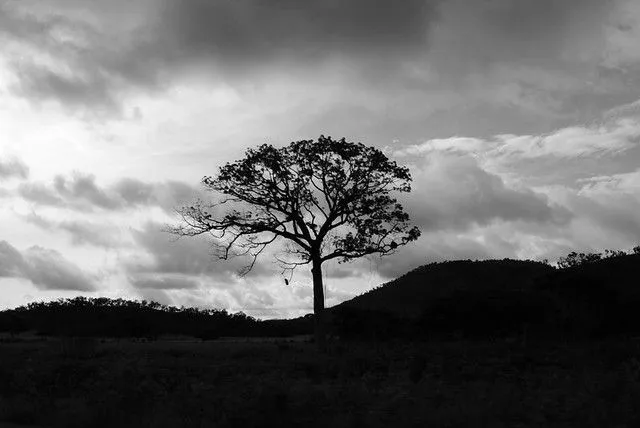 Arbol blanco y negro | Flickr - Photo Sharing! Arbol blanco y negro | Flickr - Photo Sharing!