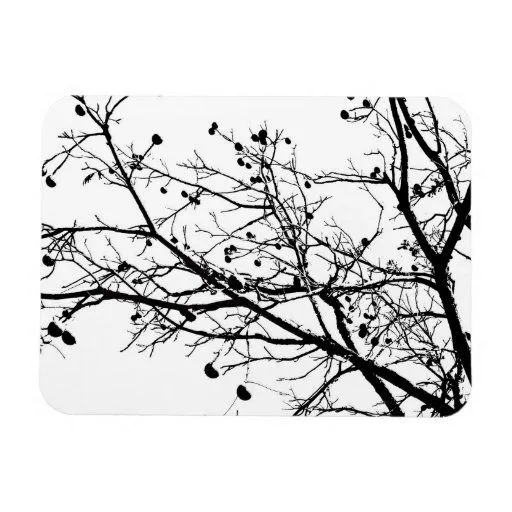 Árbol blanco y negro del invierno iman de vinilo | Zazzle Árbol blanco y negro del invierno iman de vinilo | Zazzle