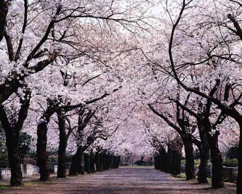 Árbol de cerezo; símbolo de la primavera | ArTe-rial Cultural