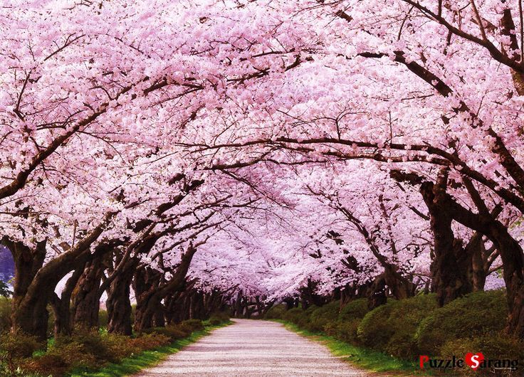 Árbol de Cerezos-Corea del Sur | Sakura flor de cerezo | Pinterest