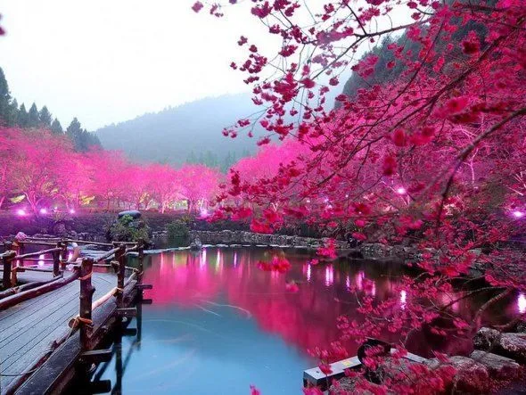 Árbol de cerezo on Pinterest | Cherry Blossoms, Blossoms and ...