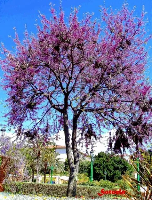 Árbol en flor, El Palo Málaga | fotos de Naturaleza