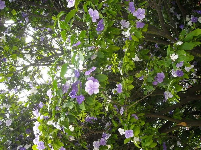 árbol con flores azul morado y blancas - Foro de InfoJardín