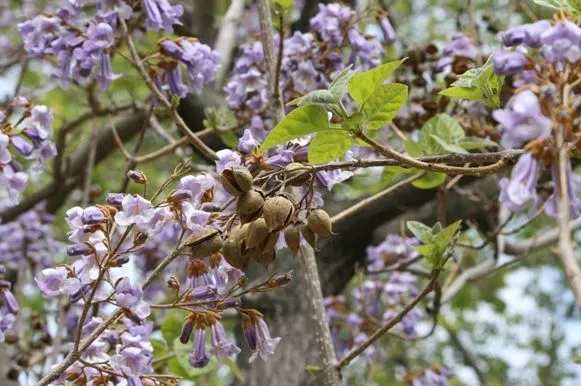 Arbol de flores moradas - Foro de InfoJardín Arbol de flores moradas - Foro de InfoJardín