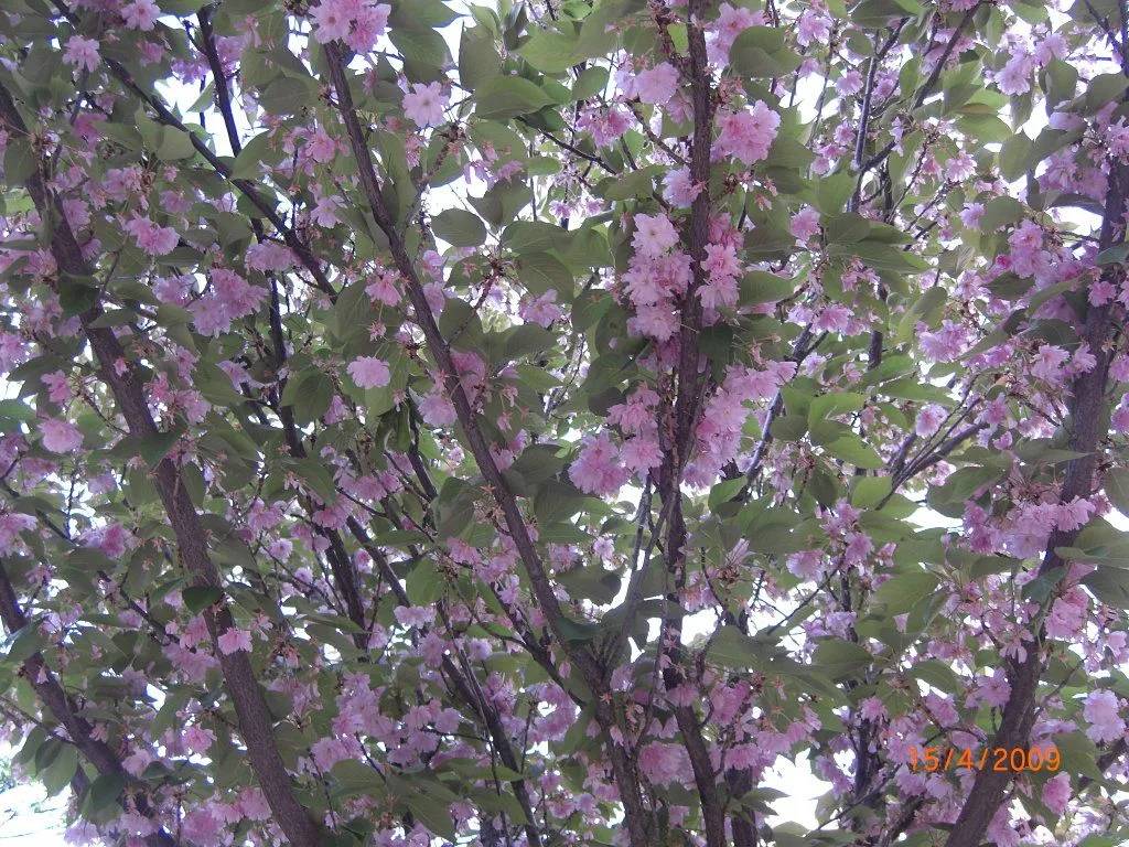 Árbol de flores rosas | Cuidar de tus plantas es facilisimo. Árbol de flores rosas | Cuidar de tus plantas es facilisimo.