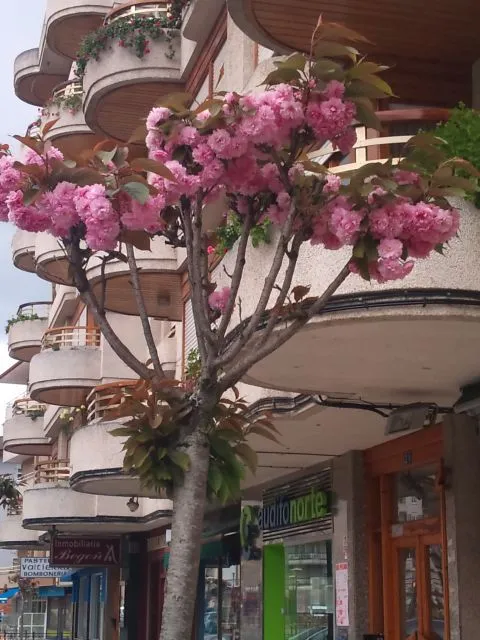 arbol de flores rosas | fotos de Flora y fauna de Cantabria
