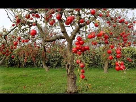 El arbol de manzana - YouTube