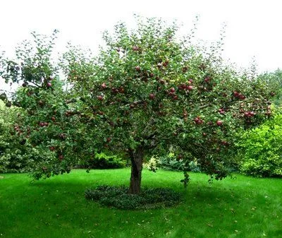 El árbol de las manzanas | Reflexiones Diarias El árbol de las manzanas | Reflexiones Diarias