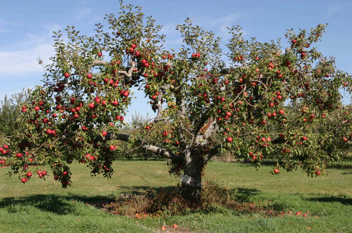 El árbol de las manzanas | ESPAÑOLES UNIVERSALES