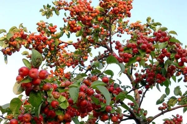 Cuidados Manzano ornamental 'Evereste', Malus árbol | Verde Jardín