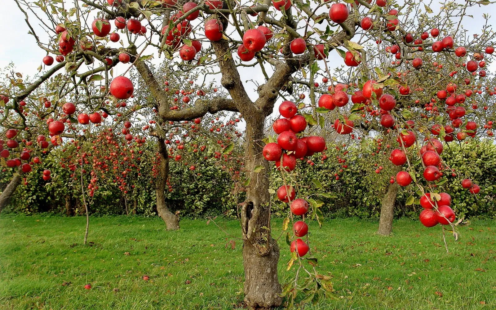 Montage - ARBOLES DE MANZANAS Y LA PLANTA DE UVAS