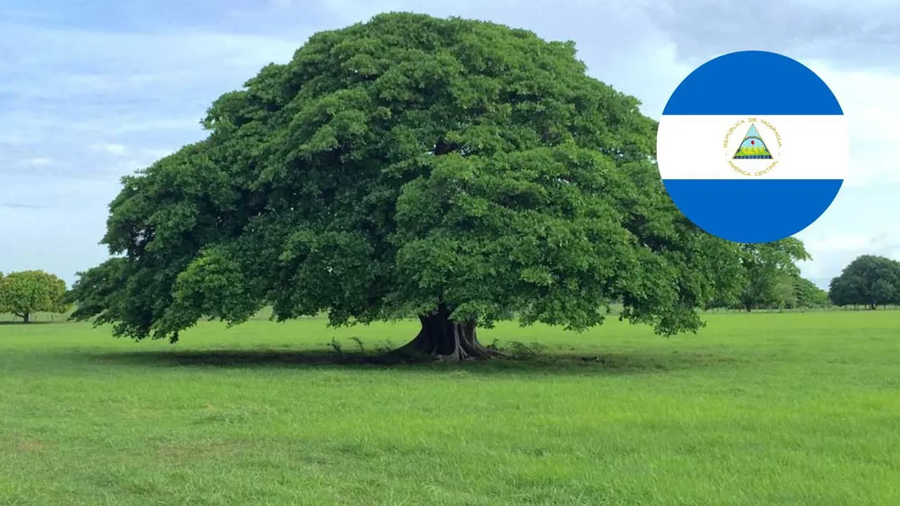 Árbol Nacional de Nicaragua, ¿Cuál es y por qué se escogió como símbolo? |  Tu Nota