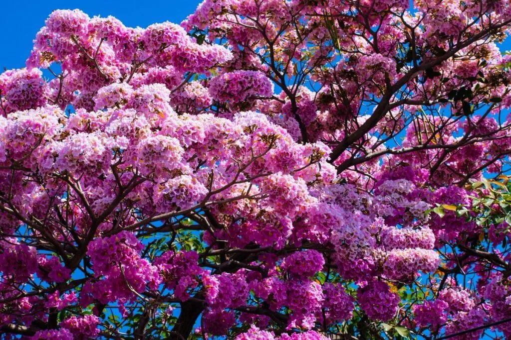 Árbol Nacional de El Salvador - El Maquilishuat y su bella flor