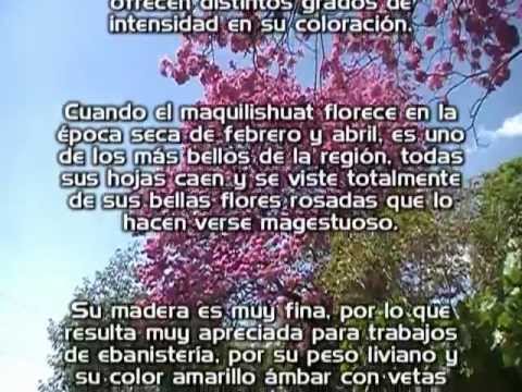 Arbol Nacional de El Salvador El Maquilishuat - YouTube