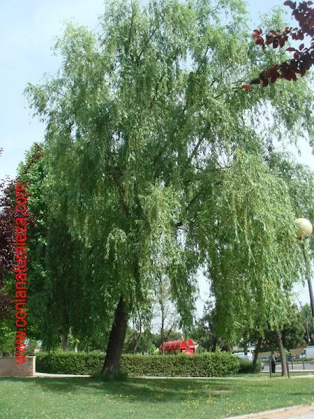arbol sauce lloron | Cuidar de tus plantas es facilisimo. arbol sauce lloron | Cuidar de tus plantas es facilisimo.