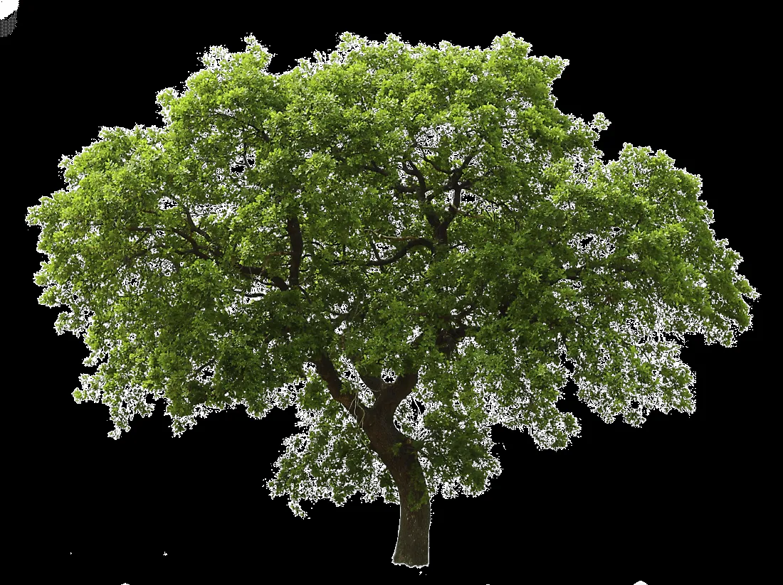 Árbol Verde Oscuro PNG transparente - StickPNG