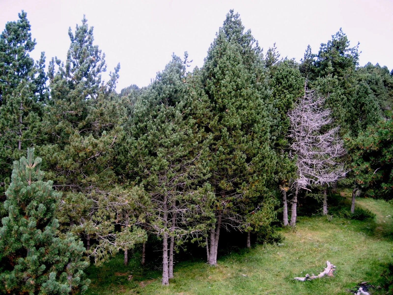 Árboles con alma: Pino negro. Pi negre. (Pinus uncinata) Árboles con alma: Pino negro. Pi negre. (Pinus uncinata)