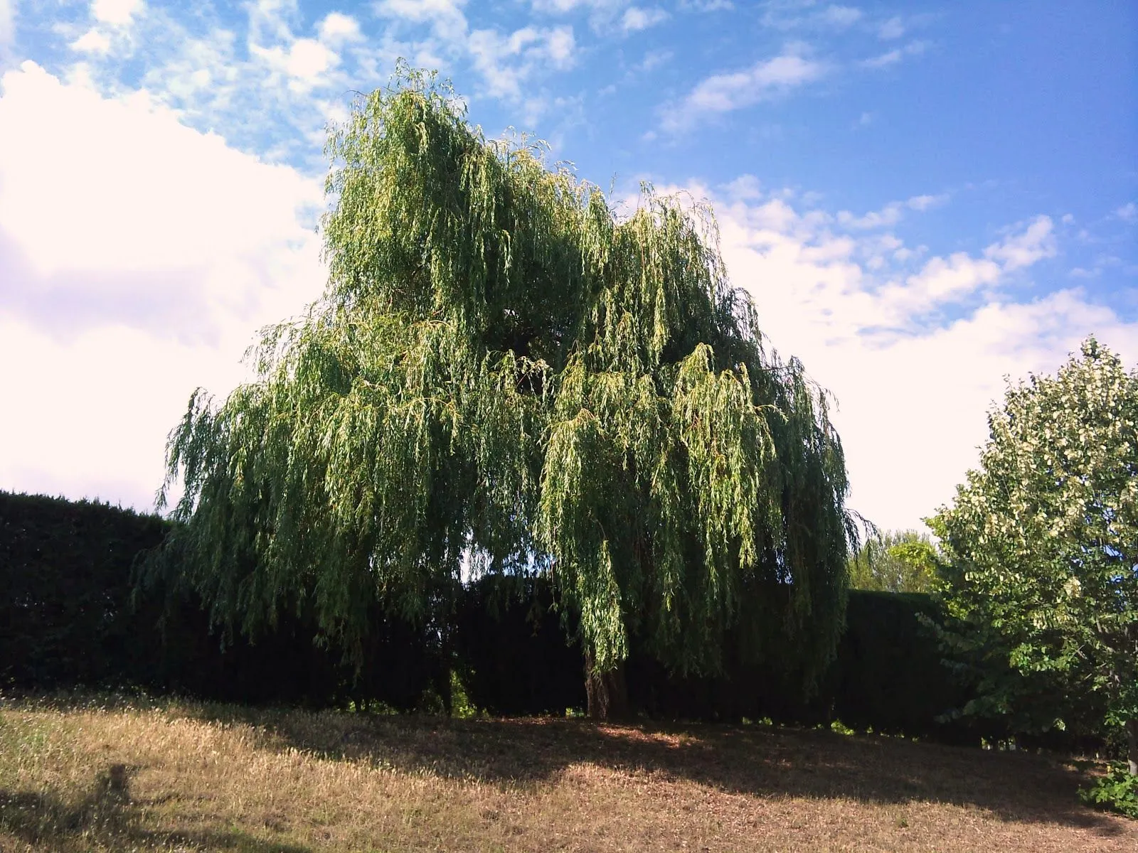 Árboles con alma: Sauce llorón. Desmai. (Salix babylonica) Árboles con alma: Sauce llorón. Desmai. (Salix babylonica)