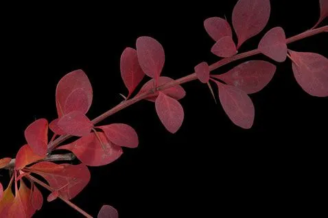 Árboles y Arbustos :: Berberis thunbergii DC. (agracejo del Japón ... Árboles y Arbustos :: Berberis thunbergii DC. (agracejo del Japón ...