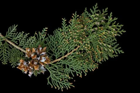 Árboles y Arbustos :: Platycladus orientalis (L.) Franco (tuya ...