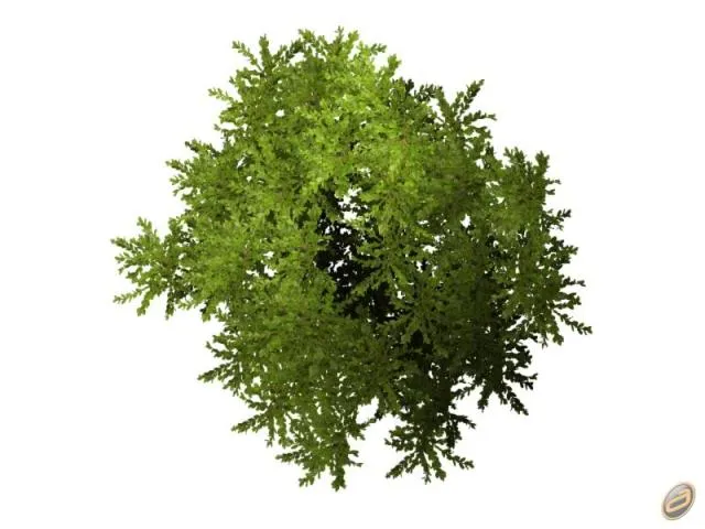 Arboles Autocad Photoshop: Árboles en Planta. Imágenes