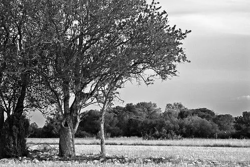 Árboles (blanco y negro) - a photo on Flickriver Árboles (blanco y negro) - a photo on Flickriver