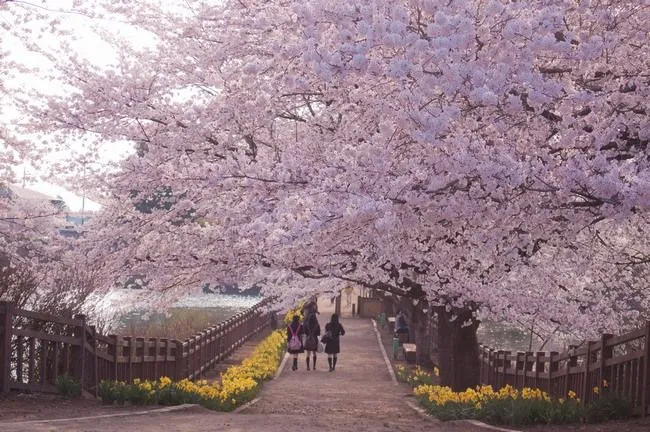 Imagen: Cuando florecen los cerezos en Sapporo, Japón