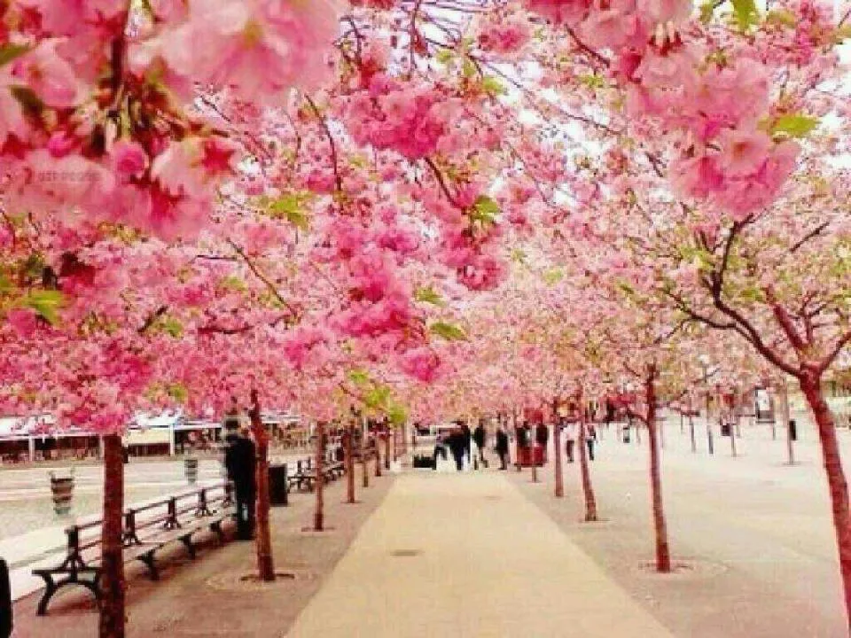 Árboles de Colores y Jardín Japones - Taringa!