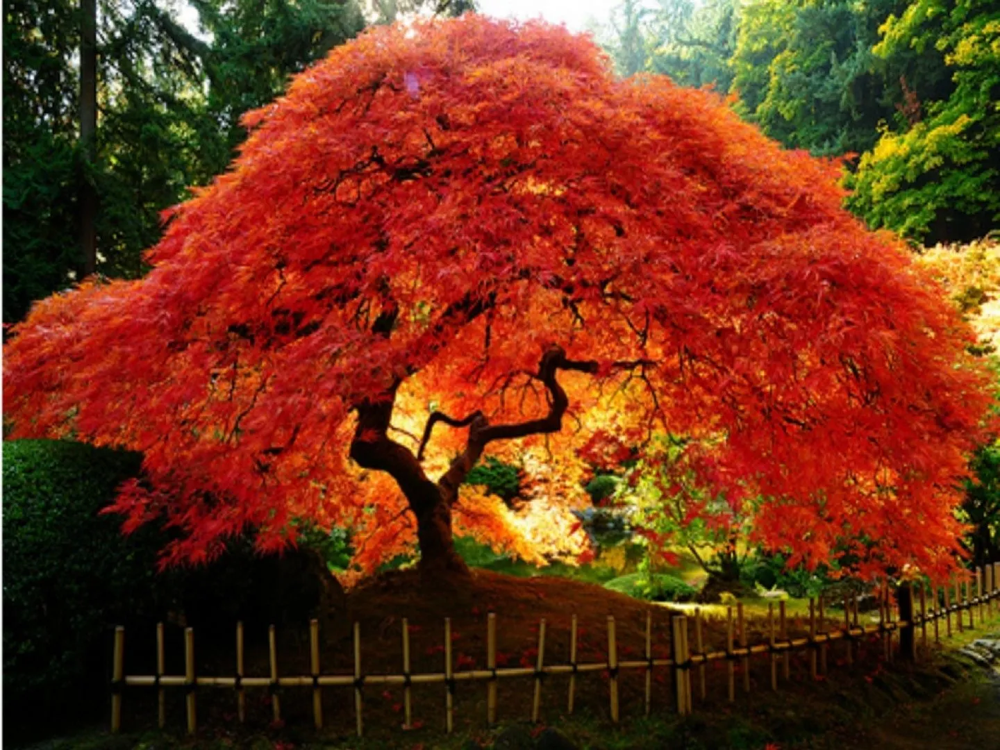 Árboles de Colores y Jardín Japones - Taringa!
