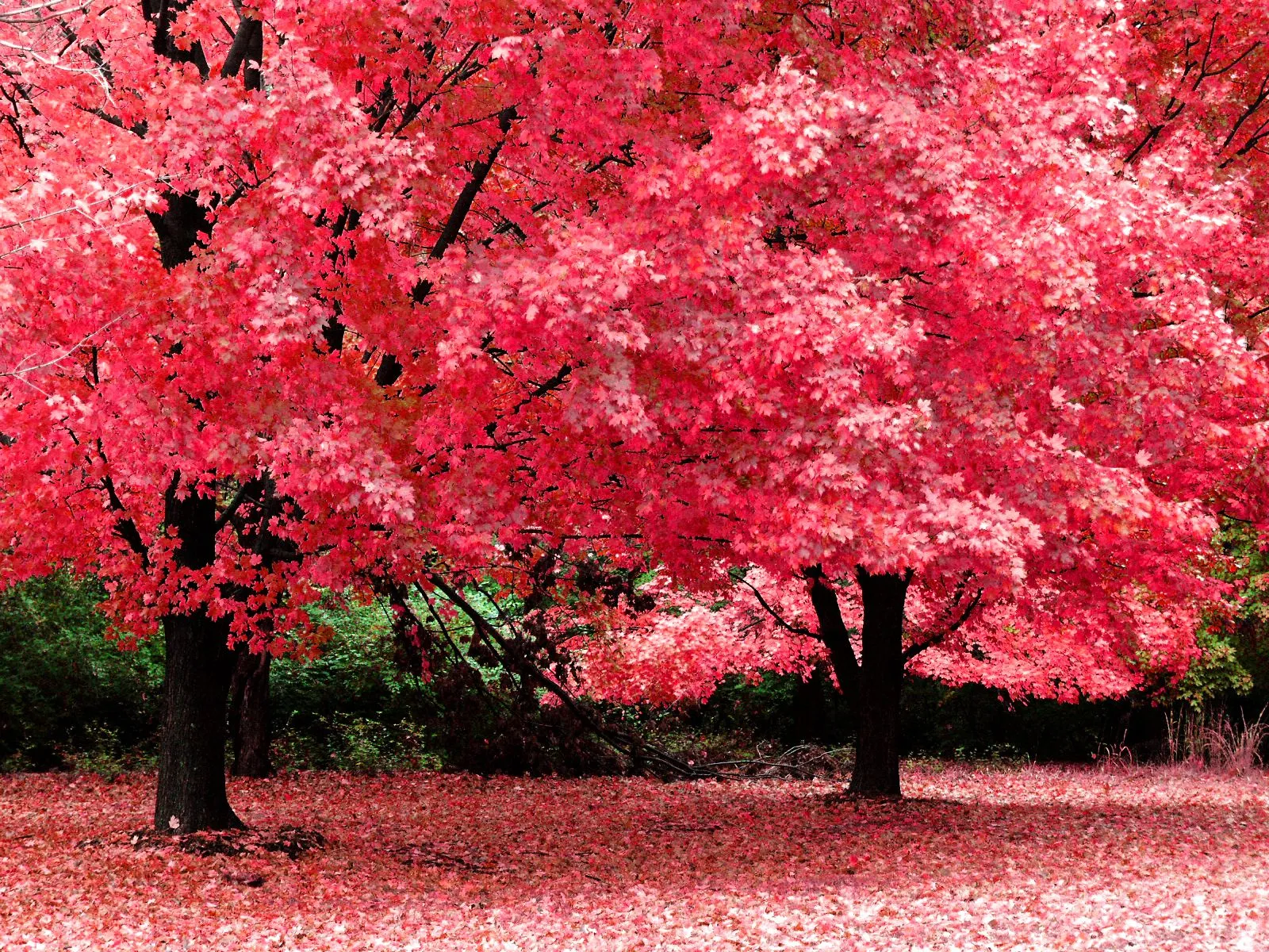 Árboles de Colores y Jardín Japones - Taringa!