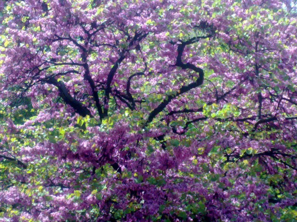 arboles flores moradas (3) | Cuidar de tus plantas es facilisimo. arboles flores moradas (3) | Cuidar de tus plantas es facilisimo.