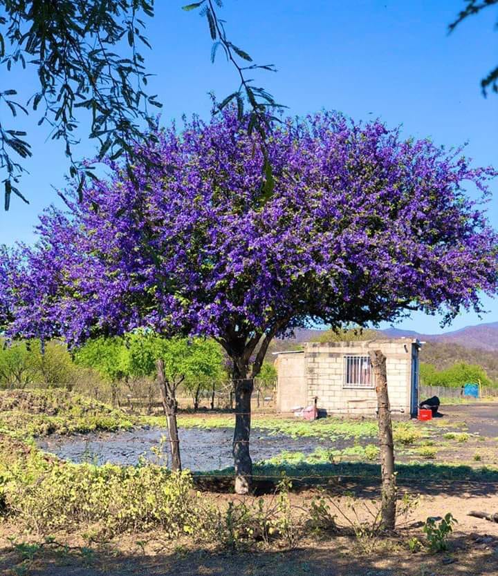 Los árboles más floridos de Tabasco