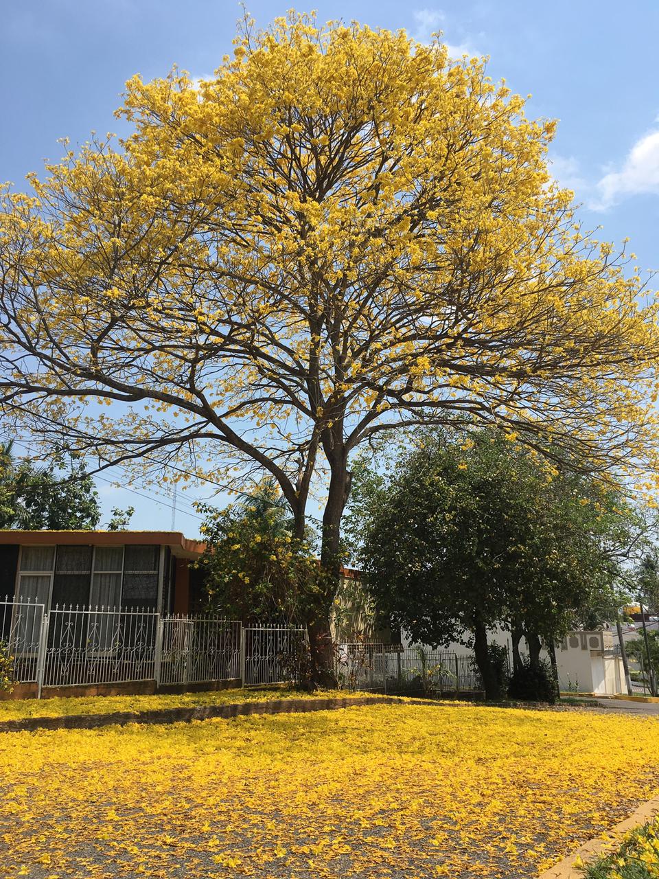 Los árboles más floridos de Tabasco
