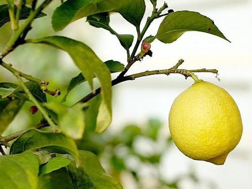arboles frutales | Cuidar de tus plantas es facilisimo. arboles frutales | Cuidar de tus plantas es facilisimo.