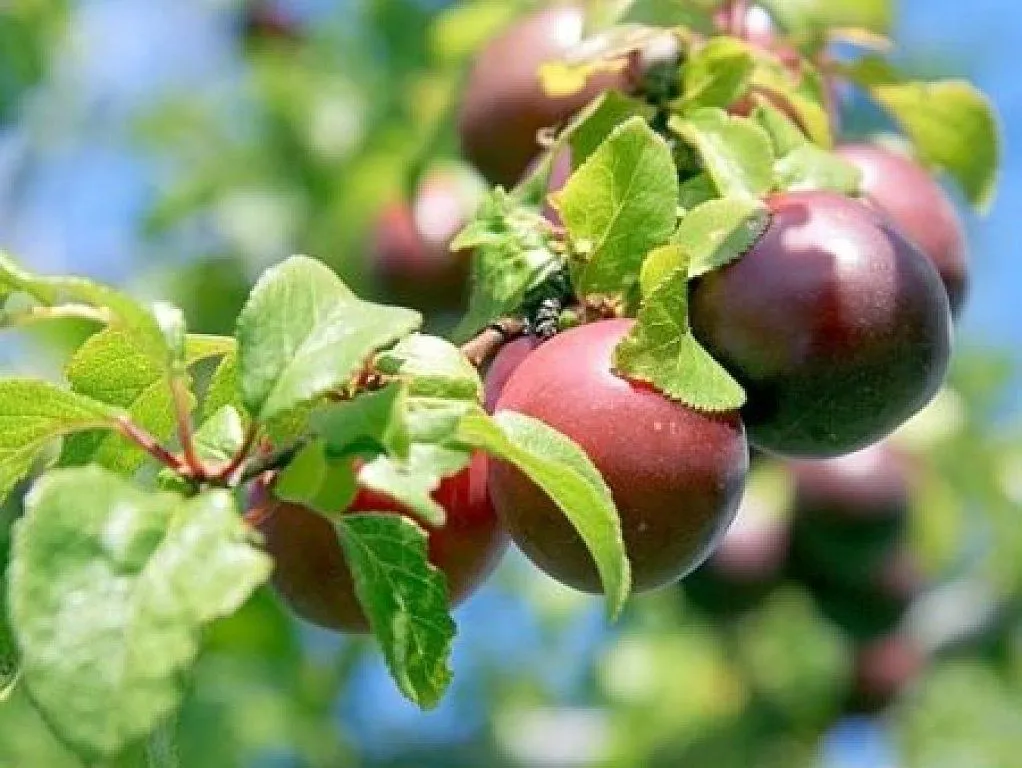 arboles frutales | Cuidar de tus plantas es facilisimo. arboles frutales | Cuidar de tus plantas es facilisimo.