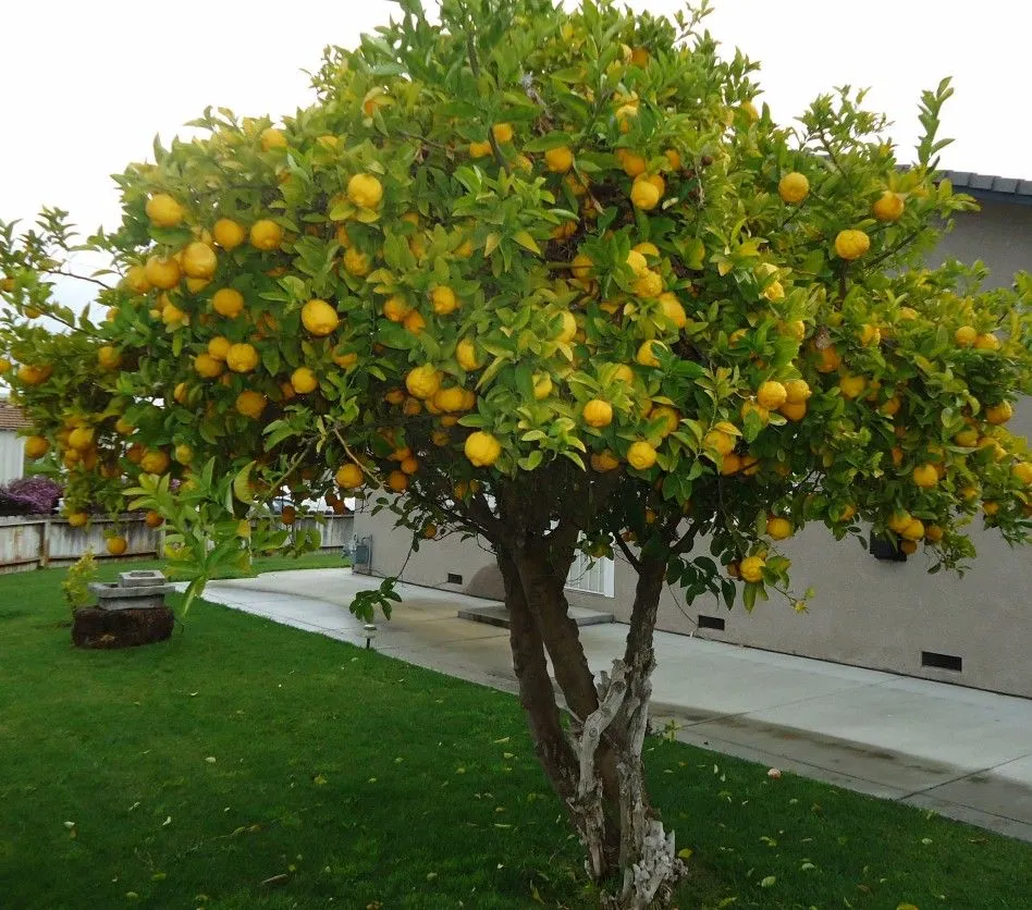Árboles frutales con poca raíz, ideales para tu jardín | Arboles ... Árboles frutales con poca raíz, ideales para tu jardín | Arboles ...