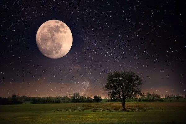 Árboles bajo la luna llena y un cielo estrellado (61182)