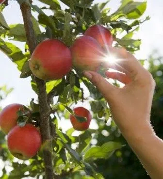 Arboles de manzana — Comprar Arboles de manzana, Precio de , Fotos ...