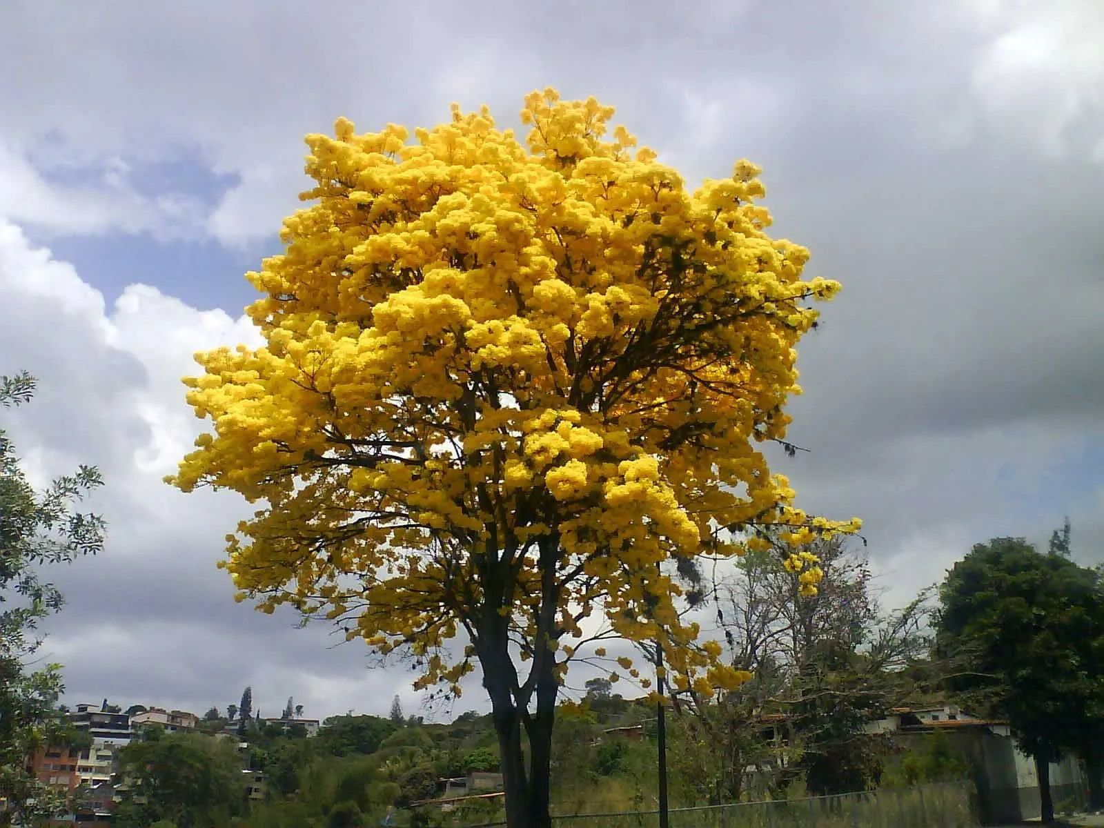 árboles | PAISAJE BITACORA: Árboles que son Emblema en Venezuela. |  Flowering trees, Beautiful tree, Types of flowers