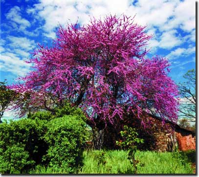 Los árboles del patio: La flor del ... ÁRBOL DEL AMOR