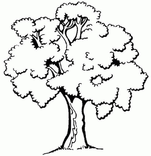 Dibujos de árboles y arbustos para imprimir - Imagui