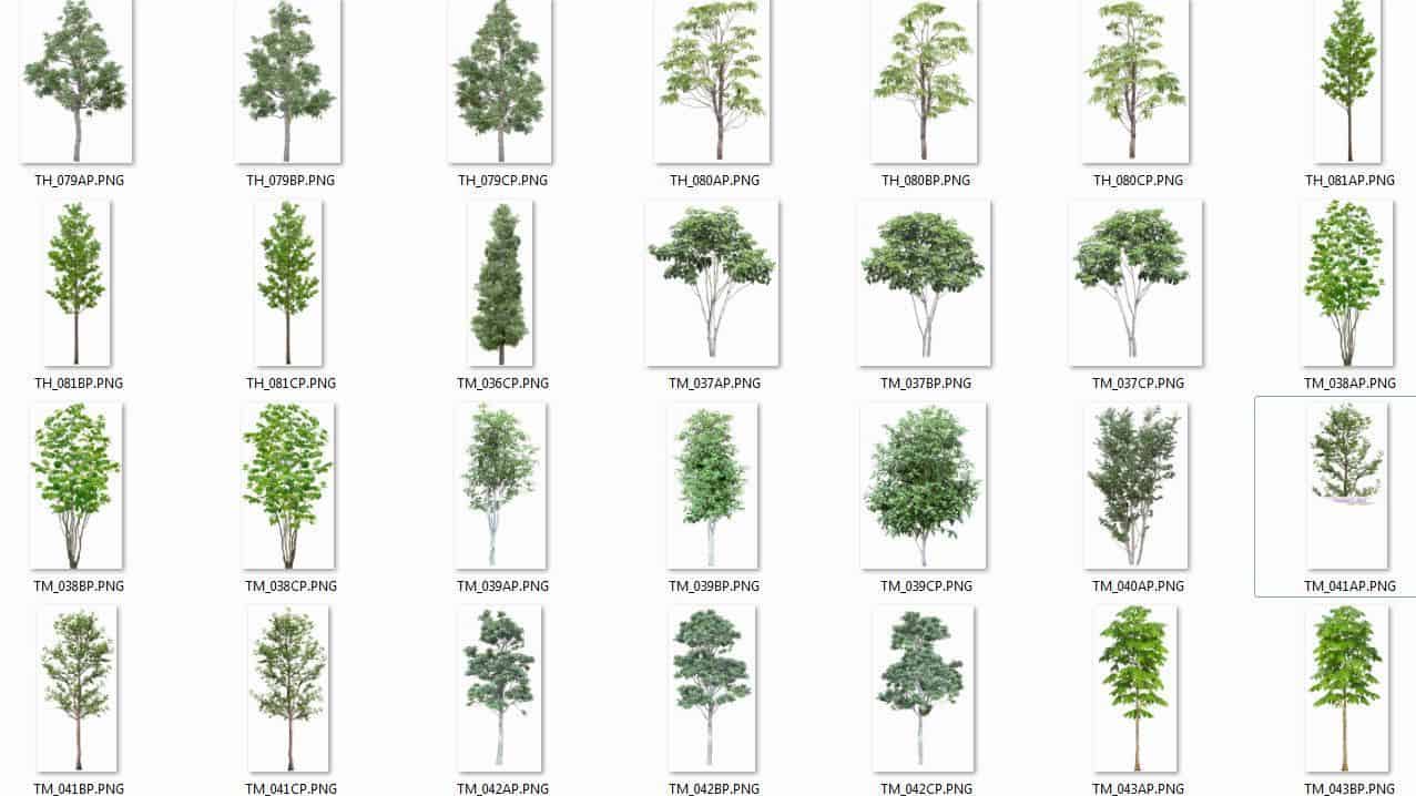 ▷ Arbustos PNG con Fondo Transparente → 5GB GRATIS 【2019】