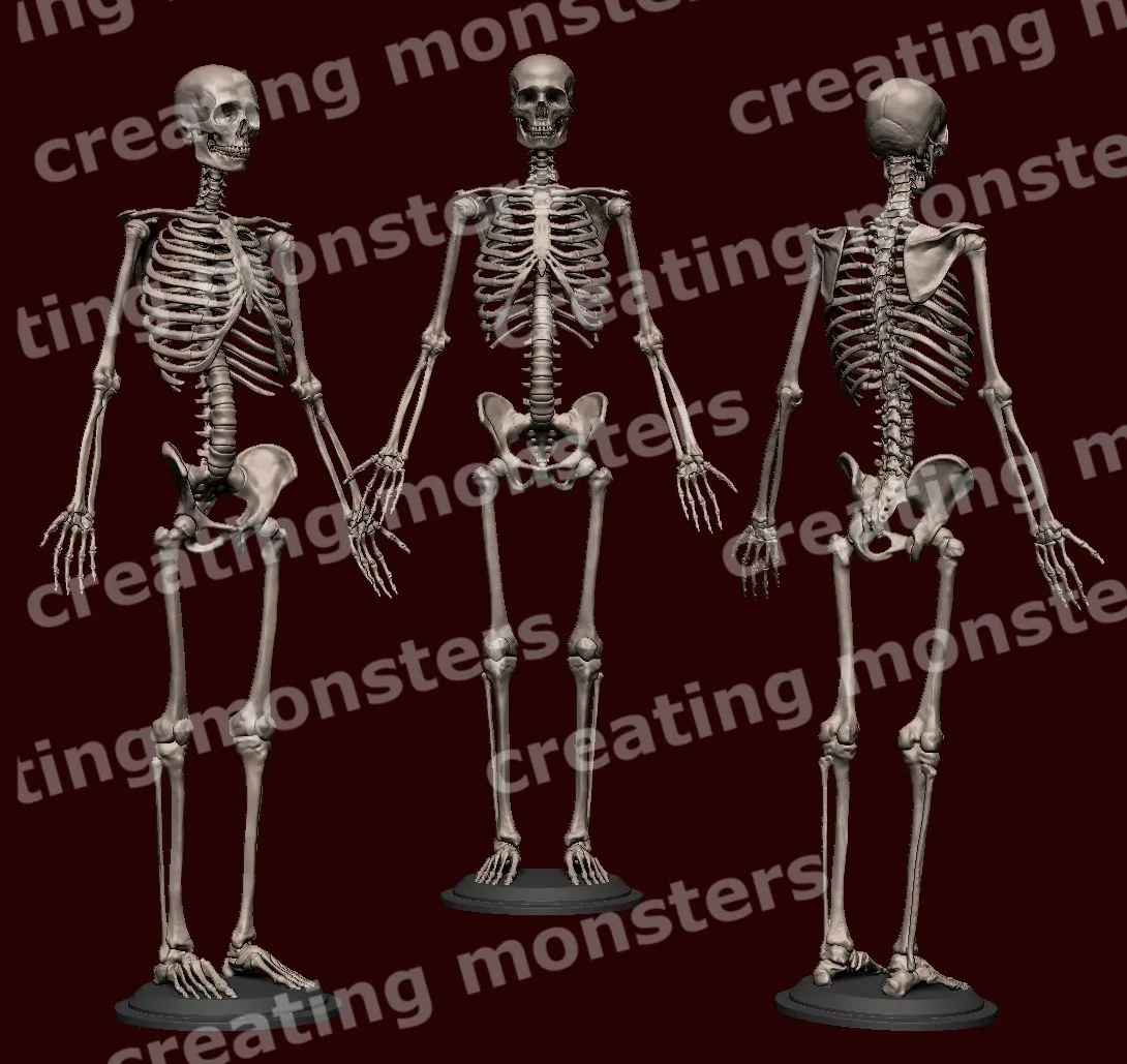 Archivo 3D Esqueleto humano・Modelo de impresora 3D para descargar・Cults