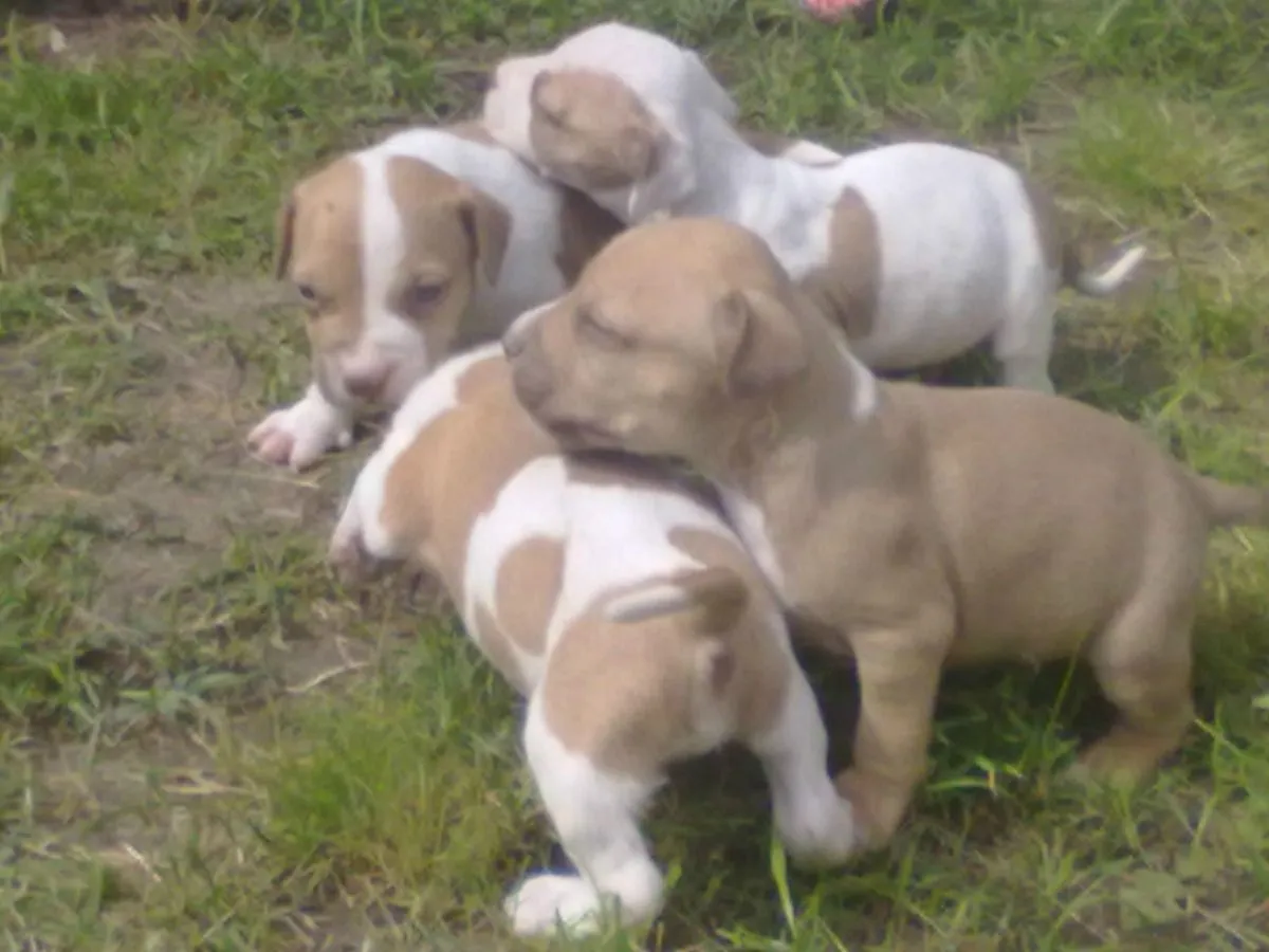 Pitbull:Los perros niñera - Wiki Mundo canino
